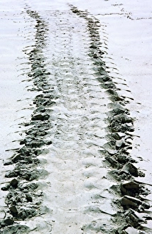 South America, Ecuador, Pacific Ocean, Galapagos Islands. Tracks of a Pacific green turtle South America, Ecuador, Pacific Ocean, Galapagos Islands. Tracks of a Pacific green turtle