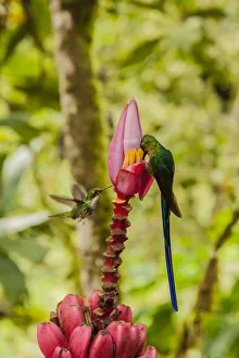 South America, Equador, Tandayapa Bird Lodge. Hummingbirds on banana flower. Credit as South America, Equador, Tandayapa Bird Lodge. Hummingbirds on banana flower. Credit as