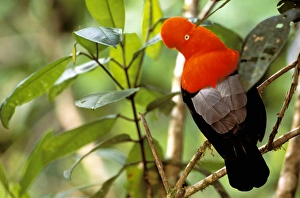 South America, Peru, Manu Cloud Forest. Andean Cock-of-the-Rock (Rupicola peruviana) South America, Peru, Manu Cloud Forest. Andean Cock-of-the-Rock (Rupicola peruviana)