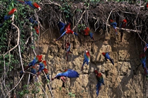 South America, Peru, Rainforest. Red and green Macaws (Ara chloroptera) at clay lick South America, Peru, Rainforest. Red and green Macaws (Ara chloroptera) at clay lick