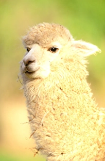 South America, Peru, Urubamba Valley. Alpaca (Lama pacos) South America, Peru, Urubamba Valley. Alpaca (Lama pacos)