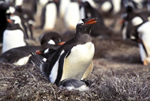 South America, South Georgia Island. Gentoo Penguins (Pygoscelis papua) South America, South Georgia Island. Gentoo Penguins (Pygoscelis papua)