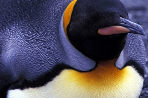 South America, South Georgia Island. King Penguin (Aptenodytes patagonicus) South America, South Georgia Island. King Penguin (Aptenodytes patagonicus)