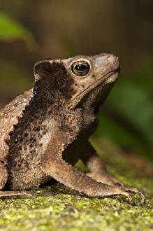 South American Crested Toad (Rhinella sp.), Yasuni National Park, Amazon Rainforest South American Crested Toad (Rhinella sp.), Yasuni National Park, Amazon Rainforest