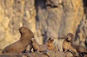 South American Fur Seal (Arctocephalus australis), Chile, colony with pubs on rock South American Fur Seal (Arctocephalus australis), Chile, colony with pubs on rock