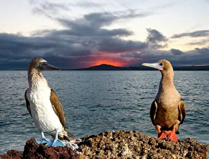 South Atlantic, Ecuador, Galapagos Islands. Blue- and red-footed booby birds with South Atlantic, Ecuador, Galapagos Islands. Blue- and red-footed booby birds with