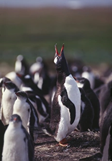 South Atlantic Ocean; Falkland Islands, East Falkland Island. Gentoo Penguins (Pygoscelis South Atlantic Ocean; Falkland Islands, East Falkland Island. Gentoo Penguins (Pygoscelis