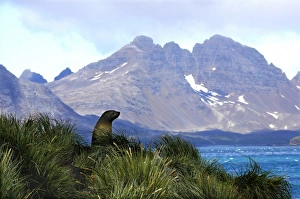 South Georgia fur seal in tussock grass, Prion Island, South Georgia Island, Scotia Sea South Georgia fur seal in tussock grass, Prion Island, South Georgia Island, Scotia Sea