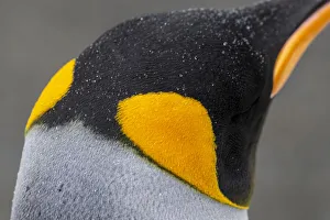 South Georgia, Gold Harbour aka Gold Harbor. Detail of raindrops on King penguin feathers South Georgia, Gold Harbour aka Gold Harbor. Detail of raindrops on King penguin feathers