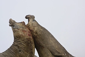 South Georgia Island, Antarctica. Two southern elephant seals square off South Georgia Island, Antarctica. Two southern elephant seals square off