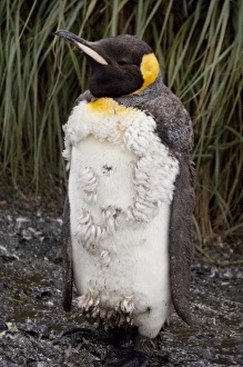 South Georgia Island, Salisbury Plain. King penguin (wild: Aptenodytes patagonicus) South Georgia Island, Salisbury Plain. King penguin (wild: Aptenodytes patagonicus)