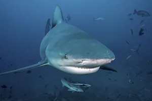 South Pacific, Fiji. Bull shark close-up. Credit as: Jones & Shimlock / Jaynes Gallery / South Pacific, Fiji. Bull shark close-up. Credit as: Jones & Shimlock / Jaynes Gallery /