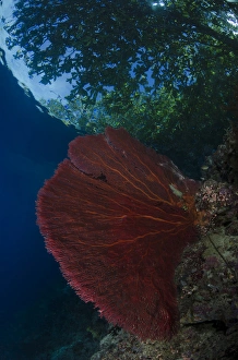 South Pacific, Solomon Islands. View of trees from reef South Pacific, Solomon Islands. View of trees from reef