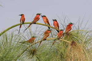 Southern Carmine Bee-eaters (merops nubicoides), perched on a tree above the Cubango River Southern Carmine Bee-eaters (merops nubicoides), perched on a tree above the Cubango River