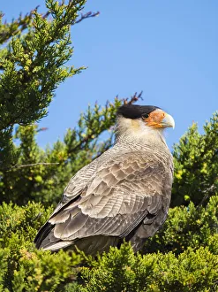 Southern crested caracara (Caracara plancus), Carcass Island, Falkland Islands Southern crested caracara (Caracara plancus), Carcass Island, Falkland Islands