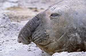 Southern Elephant Seal adult bull moulting on beach, Falkland Islands, January Southern Elephant Seal adult bull moulting on beach, Falkland Islands, January