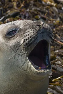 Southern elephant seal, Mirounga leonina, barking Southern elephant seal, Mirounga leonina, barking