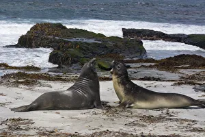 Southern elephant seals, Mirounga leonina, fighting Southern elephant seals, Mirounga leonina, fighting