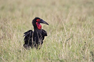 Southern Ground Hornbill or cafer (Bucorvus leadbeateri), Masai Mara, Kenya, Africa Southern Ground Hornbill or cafer (Bucorvus leadbeateri), Masai Mara, Kenya, Africa