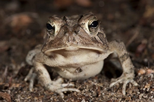 Southern Toad (Anaxyrus terrestris) Manipulated The Orianne Indigo Snake Preserve Southern Toad (Anaxyrus terrestris) Manipulated The Orianne Indigo Snake Preserve