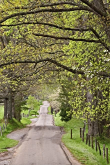 Sparks Lane in early spring, Cades Cove, Great Smoky Mountains National Park, Tennessee Sparks Lane in early spring, Cades Cove, Great Smoky Mountains National Park, Tennessee