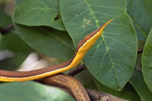 Spear nose snake ( Langaha madagaseariensis ) camouflaged to resemble tree branches and twigs Spear nose snake ( Langaha madagaseariensis ) camouflaged to resemble tree branches and twigs