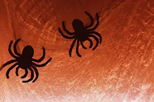 Spider on web Print