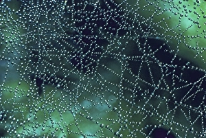 Spider Web Dew Drops Prints: Spider web dew drops