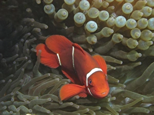 Spine-cheek Anemonefish (Premnas biaculeatus) in Anemone, Agincourt Reef, Great Barrier Reef Spine-cheek Anemonefish (Premnas biaculeatus) in Anemone, Agincourt Reef, Great Barrier Reef