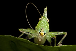 Spine-headed Katydid Nymph (Copiphora gracillis?), Yasuni National Park, Amazon Rainforest, ECUADOR Spine-headed Katydid Nymph (Copiphora gracillis?), Yasuni National Park, Amazon Rainforest, ECUADOR