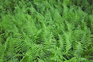 Spinulose Woodferns, Dryopteris carthusiana, Cades Cove Spinulose Woodferns, Dryopteris carthusiana, Cades Cove