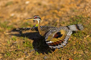 A Splendid Sunbittern (Eurypyga helias) spreads its wings along the bank of a river A Splendid Sunbittern (Eurypyga helias) spreads its wings along the bank of a river