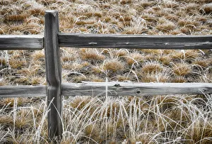 Split rail fence and wild rye in hoar frost, Bend, Oregon Split rail fence and wild rye in hoar frost, Bend, Oregon