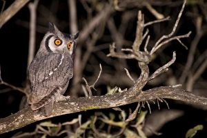 Spotted Eagle Owl (Bubo africanus) on night drive, Arathusa Safari Lodge Spotted Eagle Owl (Bubo africanus) on night drive, Arathusa Safari Lodge