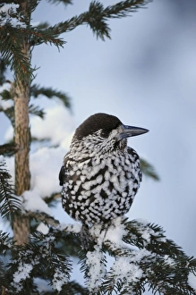 Spotted Nutcracker (Nucifraga caryocatactes), adult perched on Norway spruce ruffled Spotted Nutcracker (Nucifraga caryocatactes), adult perched on Norway spruce ruffled