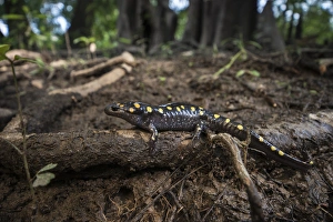 Spotted Salamander (Ambystoma maculatum) CAPTIVE. The Orianne Indigo Snake Preserve Spotted Salamander (Ambystoma maculatum) CAPTIVE. The Orianne Indigo Snake Preserve
