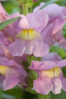 Macro Flower Images Prints: Spring blooms