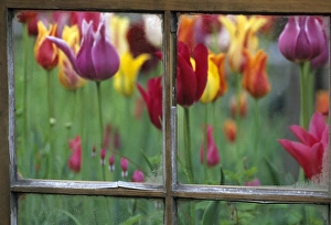 Nature Flower Photography Prints: Spring Garden Behind Old window