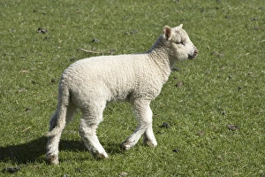 Spring lamb, Dunedin, Otago, South Island, New Zealand Spring lamb, Dunedin, Otago, South Island, New Zealand