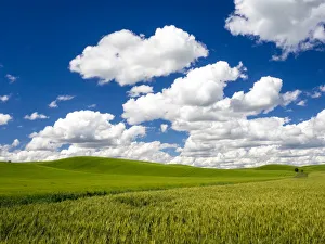 Spring wheat and Winter wheat fields with puffy clouds Spring wheat and Winter wheat fields with puffy clouds