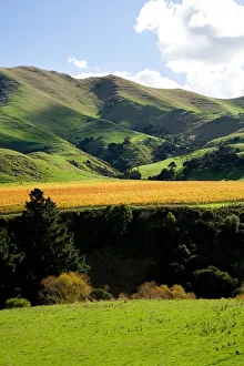 Springrock Vineyard, Te Kairanga, near Martinborough, Wairarapa, North Island, New Springrock Vineyard, Te Kairanga, near Martinborough, Wairarapa, North Island, New