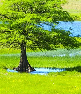 Springtime near Independence and Highway 390, small pond and cypress tree Springtime near Independence and Highway 390, small pond and cypress tree