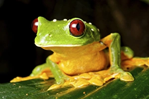 Spurells Flying Frog (Agalychnis spurelli), Costa Rica Spurells Flying Frog (Agalychnis spurelli), Costa Rica