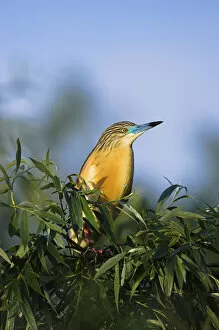 Images Dated 15th May 2006: Squacco Heron (Ardeola ralloides) in the Danube Delta Europe, Eastern Europe, Romania
