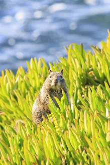 Squirrel in Ice Plants, La Jolla, San Diego, CA Squirrel in Ice Plants, La Jolla, San Diego, CA
