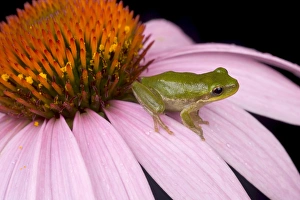Squirrel treefrog on echinacea flower, Hyla squirella, Central Florida backyard Squirrel treefrog on echinacea flower, Hyla squirella, Central Florida backyard