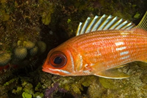 Squirrelfish (Holocentrus rufus) Hol Chan Marine Preserve, Belize Barrier Reef-2nd Squirrelfish (Holocentrus rufus) Hol Chan Marine Preserve, Belize Barrier Reef-2nd