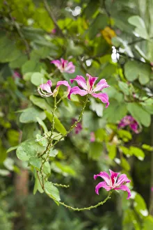 St. Kitts and Nevis, St. Kitts. Molineux, tropical flowers St. Kitts and Nevis, St. Kitts. Molineux, tropical flowers