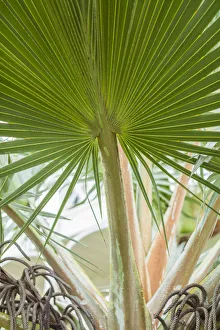 St. Kitts and Nevis, St. Kitts. Molineux, palm tree St. Kitts and Nevis, St. Kitts. Molineux, palm tree