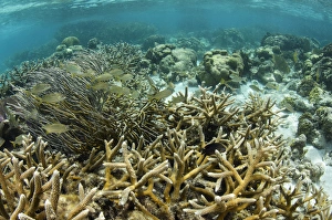 Staghorn Coral (Acropora cervicornis) & French Grunt (Haemulon flavolineatum), Hol Staghorn Coral (Acropora cervicornis) & French Grunt (Haemulon flavolineatum), Hol